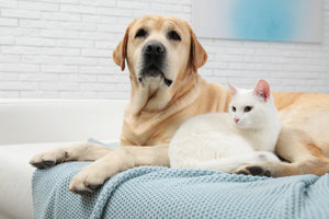 Allergia al gatto e al cane